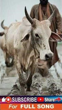 Jallikattu Entry BGM 2026 💥 🐂 மாட்டுப் பொங்கல் #Jallikattu #BullTaming #TamilFestival #MassBGM