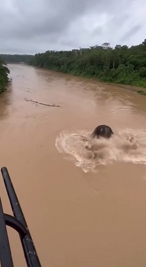 Massive Creature Spotted in Amazon River! 😱