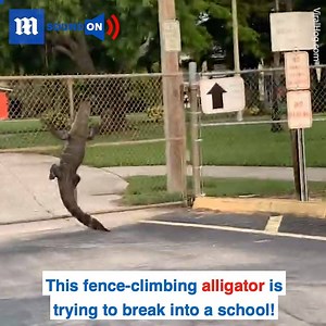 Who knew alligators could climb fences! 😱🐊 via ViralHog | Daily Mail Video