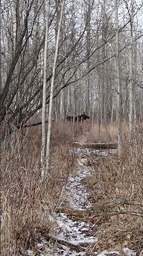 Moose Trotting in the Forest on Wood Bison Trail, Elk Island National Park, Alberta