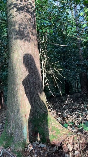 170K views · 5.5K reactions | Funny looking tree | Heidi Winters | Facebook