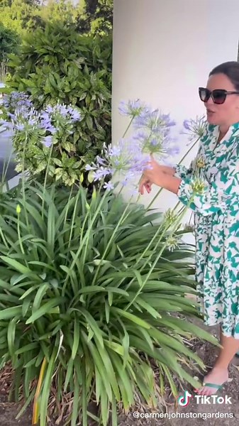 How to Trim and Care for Agapanthus Plants | Planting Tips