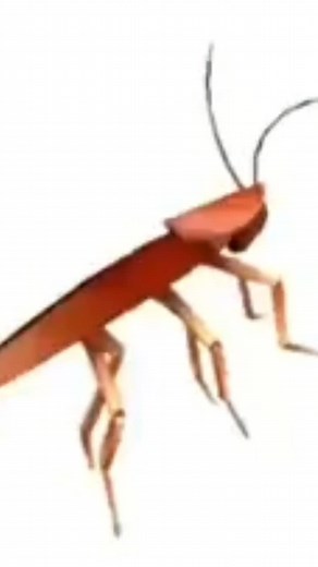 enjoy this roach dancing to la chona #fyp #lachona | dance