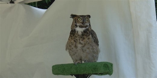 Monthly open houses at local bird center teach wildlife conservation