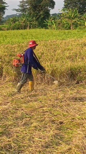 POTONG RUMPUT ATAU JERAMI ??