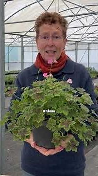 Geranium × oxonianum ‘Walter’s Gift’ (zones 4–8)