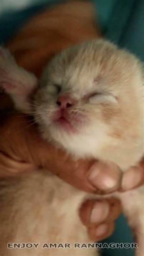 Newborn Kitten Meowing 1 #kittens #newbornkitten #kittenmeowmeow