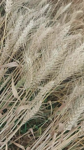  What better way to welcome harvest season than by celebrating the golden fields of wheat? This year's crop looks promising and our hard-working farmers deserve all the credit!  #wheatcrop #harvestseason #agriculture #farming ‍‍ | Amazing World | Facebook