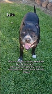 Behind every rescue dog is a story… and a vet bill. 💔Last week, thanks to your incredible generosity, we raised just over $3,000 🙏 — but with our current vet bills exceeding $20,000, we still have a long way to go. Right now, the dogs in our care are receiving vital medical treatments — from heartworm treatment and dental surgeries, to repairing severe physical abnormalities and managing chronic kidney disease. 💉🩺Our sanctuary seniors are spending their golden years surrounded by love, but t