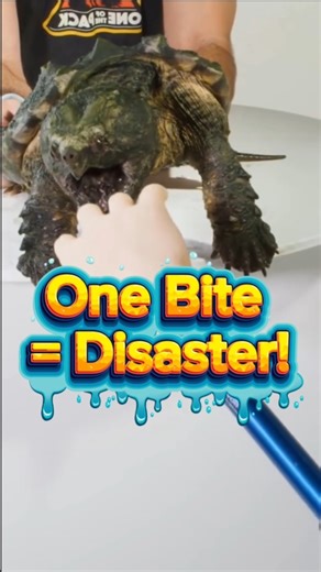 Never Put Your Hand Near This Turtle! #shorts