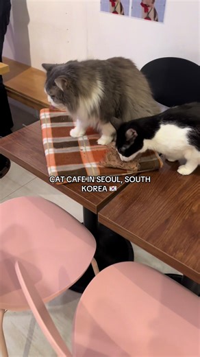 Explore the Best Cat Cafe in Seoul, South Korea