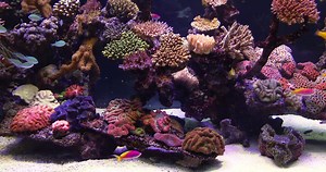 AQUARIUM VIDEO | TROPICAL REEF with 4K ULTRA HD Download in Natural Sound and Relaxing Music