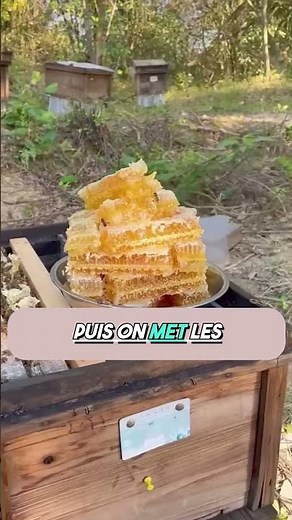 Le voyage magique du miel 🍯🐝