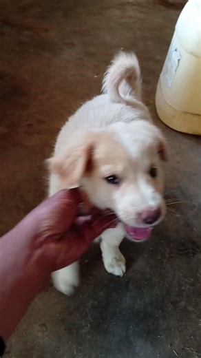 anjing golden mix#goldenretriever