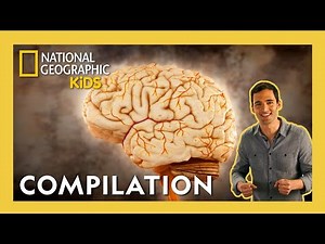 Brain Games 🧠🤓 | Full Episode Compilation | 40 Minutes | ‪@natgeokids‬