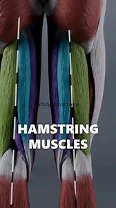 Hamstring muscles exercise Hamstring injury Hamstring strength exercise #hamstringworkout #hipmobility #hipstrength #hamstrings | Rahul Yadav