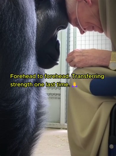 this video really breaks my heart 😭💔#fyp #sadvideo #foryourpage #foryou