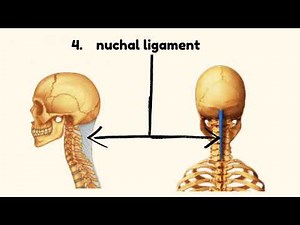 Ligamentum Nuchae | Cervical Spine Ligament