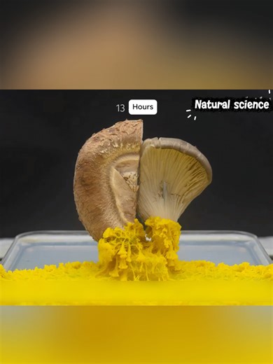 If you feed slime mold with mushroom skewers, which one will it finish first? This time I pre-trained the slime mold to adapt to shiitake mushrooms. #slimemold #knowledgesharing #science #satysfying