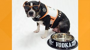 Adoption fees covered in October at Stray Rescue