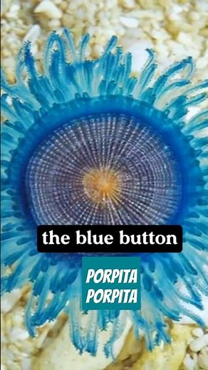 "Porpita porpita: The Mesmerizing Blue Button"
