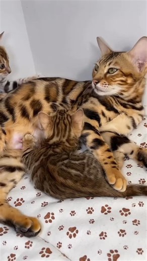 🇧 🇪 🇳 🇬 🇦 🇱 🇸 😻 🇱 🇴 🇻 🇪 🇷 🇸 on Instagram: "Bengal baby 🐆❤️🥰 Elite GrandGlow cattery ⚜️ From @marygold_bengal * * * * #bengalkitten #bengal #bengalcats #bengalkitty #bengallovers #bengalcatworld #bengalistanbul #bengalkedisi #gattobengala #bengalkatze #bengalfrance #bengalbreeder #bengalcat #bengalkittensofinstagram #bengalukraine #bengalkiev #bengalboston #bengallover #bengalchicago #bengalnyc #bengalkittensflorida #bengalkittenscalifornia #bengallosangeles #bengalsanfrancisco #b