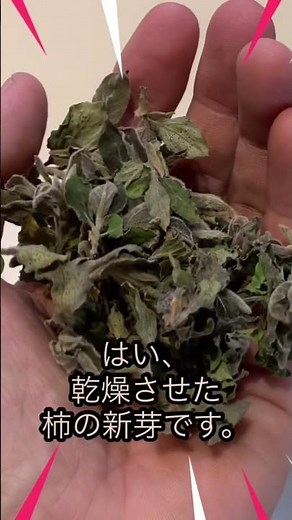 芽茶を柿の葉バージョンで作りましたが、これは予想外の味で濃厚！ #柿の葉 #柿の葉茶 #柿 #芽茶