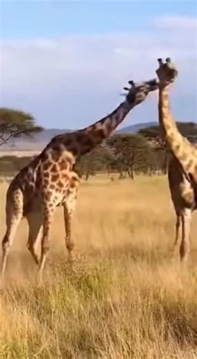 Engaging Storytelling with AI in Wildlife Videos