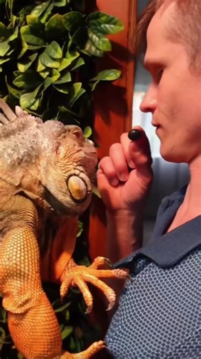 Happy Lizard Compilation #lizard #lizardsoftiktok #reptilesoftiktok