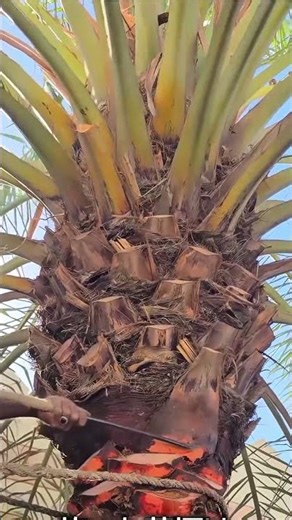 palm tree frond trimming