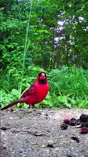 Northern Cardinal Foraging Near Berries | Stunning Red Bird Up Close in Backyard Nature