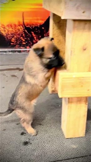 Jordan Ostraryka X Barbarian Life Begins Crosscountry Malinois ~ “D”~ litter 3 weeks old