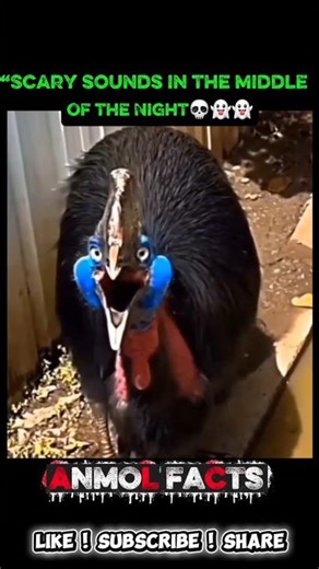 “When birds make creepy noises at night." 💀☠️👻 #viral #ytshorts #birds #scary #creepy