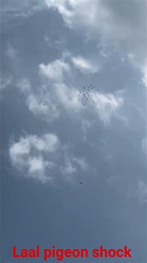 lo bhai shock karo tukdi ka #pigeon #coolieno #kabootar #ranvirsingh #kabutar #ranvirsing #conky ##