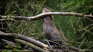 22 reactions | Did you know beavers are herbivores?  It is a common...