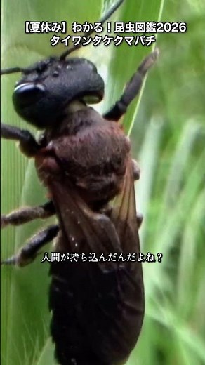 【夏休み】わかる！昆虫図鑑2026 リアルまっくろくろすけ！？タイワンタケクマバチの生態と迫力4Kマクロ ｜ 【Summer Bug Guide 2026】 Taiwanese Bamboo