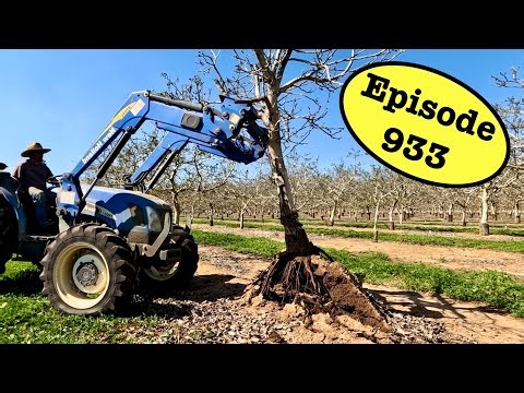 Planting Walnut Trees and Which Cow Will Calve First?