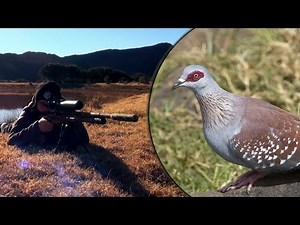 Long Range Airgun Hunting - Pigeon Paradise Episode 2