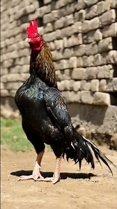 Bengam aseel murga Kala Java