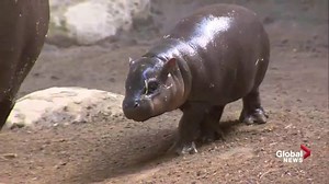 Endangered baby pygmy hippopotamus makes public debut at Toronto Zoo