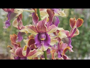 11 Anggrek Cantik Indonesia!