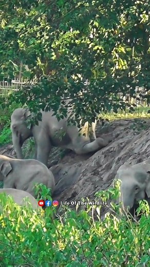 Oops elephant loses balance while claiming down #Wildlife #elephant #trending #lifeofthewildlife | Life Of The Wildlife