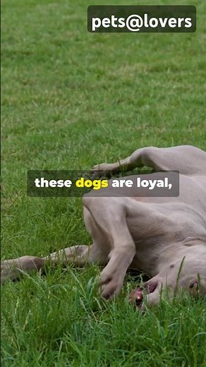 Weimaraner: The Silver Ghost of Dogs!