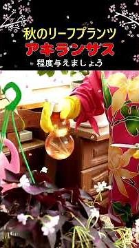#アキランサス #リーフプランツ #園芸
