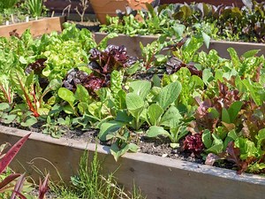 Top 10 Vegetables To Grow In Your Garden - Bunnings Australia