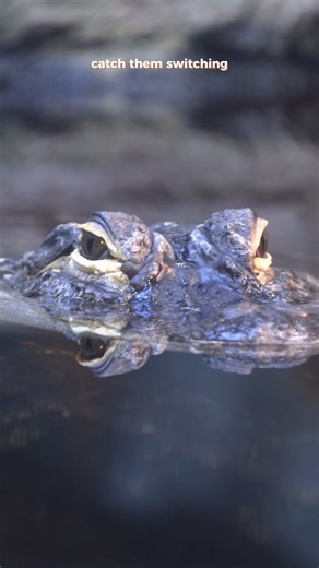 You might want to put on your goggles for this video!🐊 Alligators have a third eyelid called a nictitating membrane. It's a transparent shield that slides right across their eyeball, protecting and allowing them to see better underwater! 👀 #tennesseeaquarium #chattanooga #ODDtober #alligators #swamp #reptiles #spooky #vision | Tennessee Aquarium