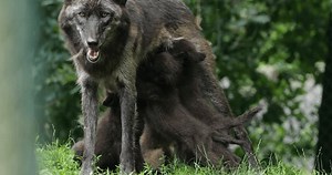 El lobo noroccidental (Canis lupus occidentalis),: video de stock (totalmente libre de regalías) 1105684725 | Shutterstock