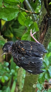 The First Flight: A Baby Bird's Journey to Strengthen Wings and Grip 🐦💪 #BabyBird #FirstFlight #BirdTraining #WingPower #TinyButMighty #NatureJourney #BirdLovers #FeatheredFriends | Jejak Manok