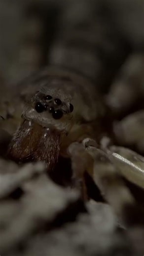 Tasmanian Cave Spider: Large but Harmless #firstaid #injury