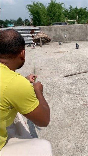 Learn to catch pigeons ||how to catch pigeons |kabutar kaise pakde|#pigeons #pigeons #petshorts #...